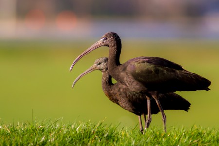 Zwarte ibis - Vogelplas Starrevaart - Leidschedam
